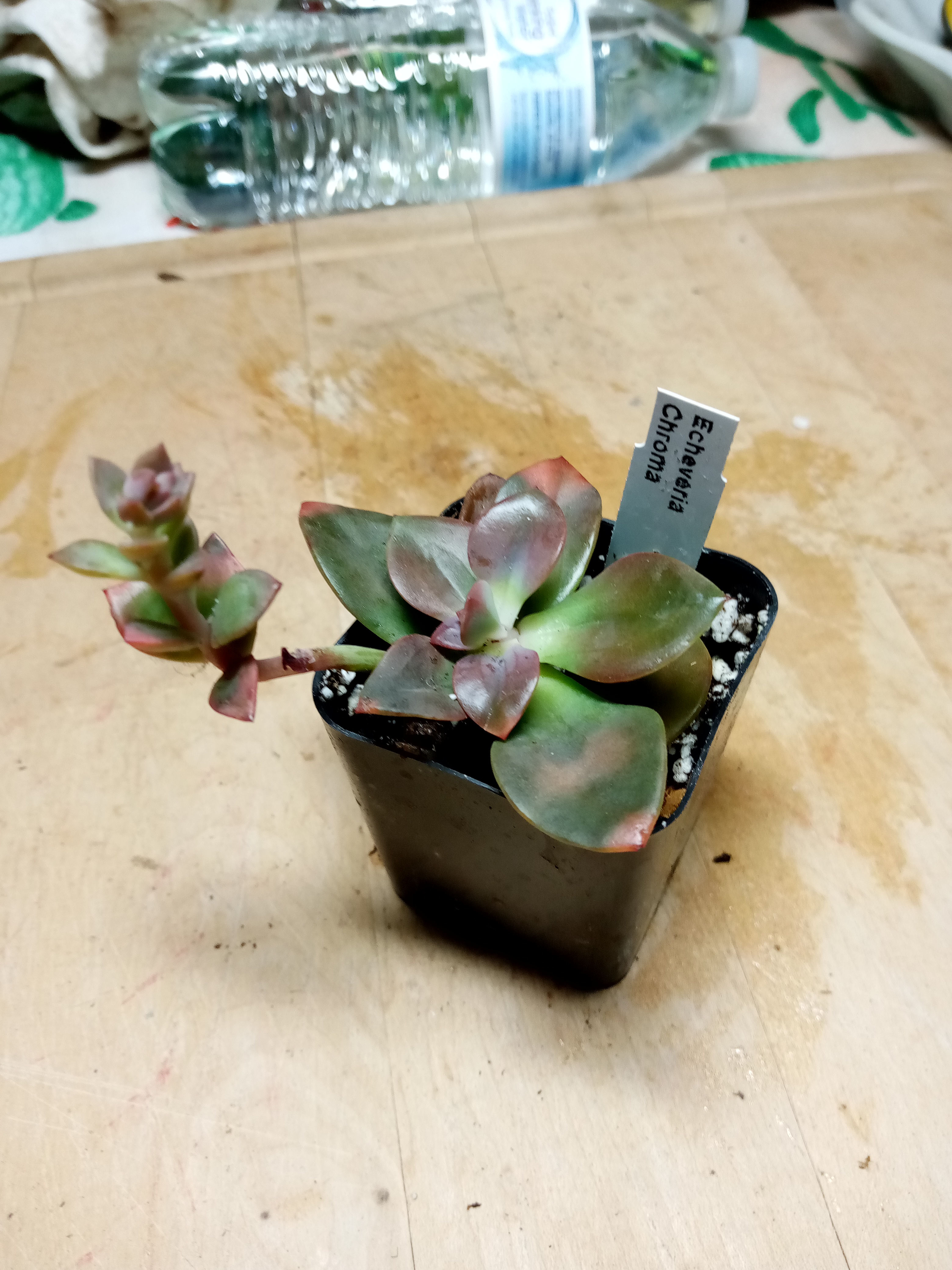 Echeveria Chroma.jpg